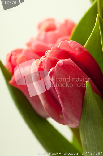 Image of Pink tulips