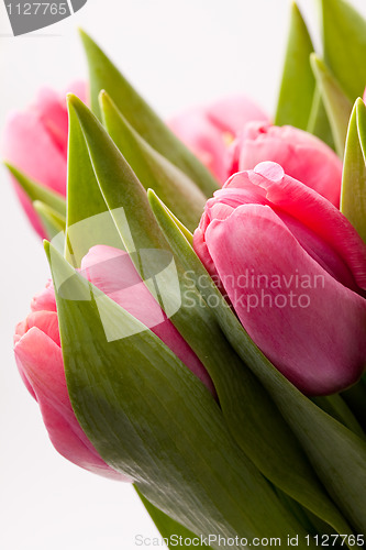 Image of Pink tulips