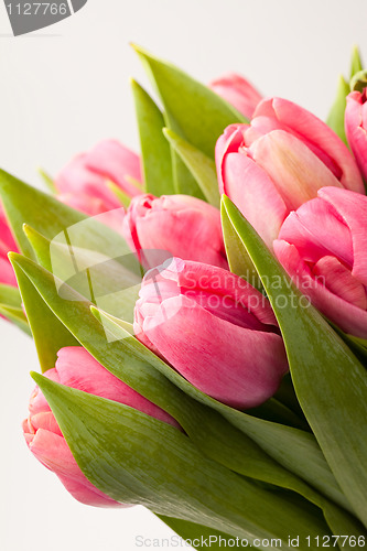 Image of Pink tulips