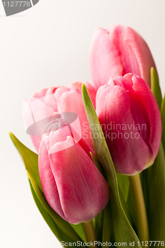 Image of Pink tulips