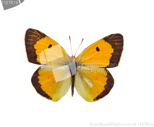 Image of Colias erate