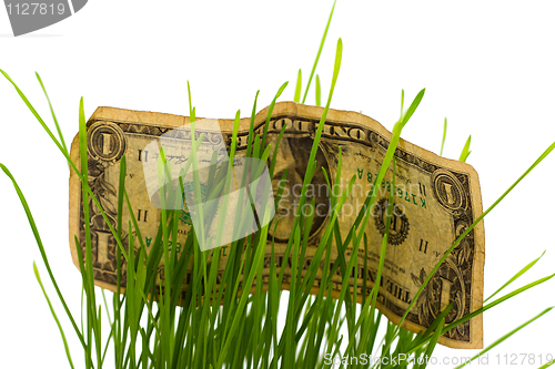 Image of Dollar Bills Stashed In Green Grass