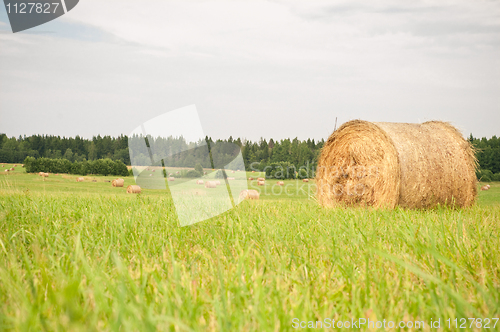 Image of Hay on the field