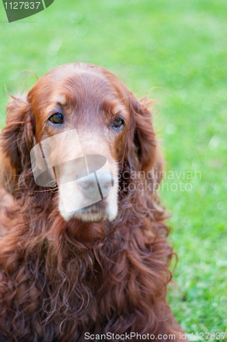 Image of Irish setter