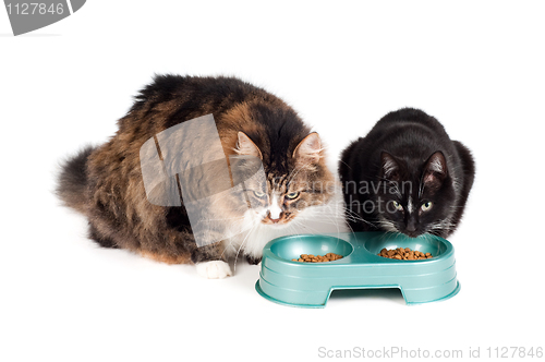 Image of Cats eating