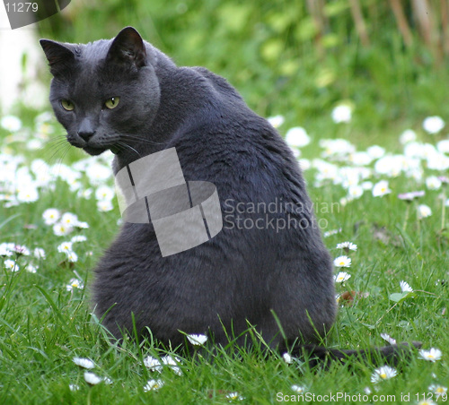 Image of Grey cat