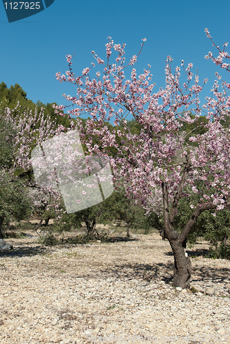 Image of Mediterranean agriculture