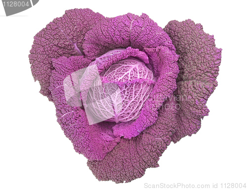Image of Red cabbage