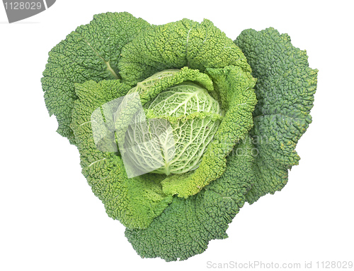 Image of Green cabbage