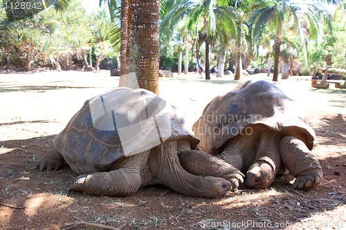 Image of Giant tortoises (Aldabrachelys)