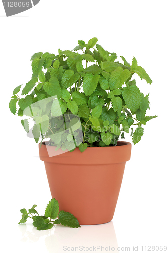 Image of Lemon Balm Herb