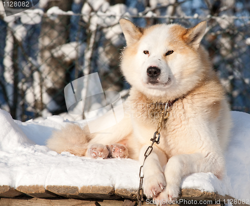 Image of Chukchi husky dog