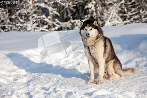 Image of malamute