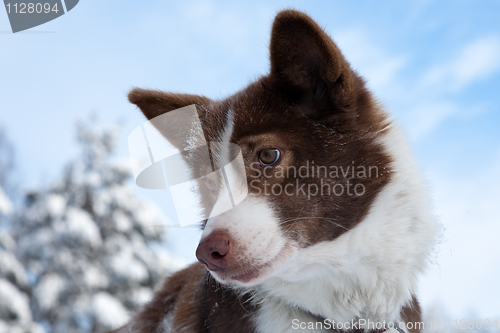 Image of dog's portrait