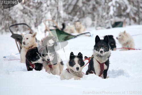 Image of sled dogs