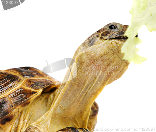 Image of turtle with lettuce
