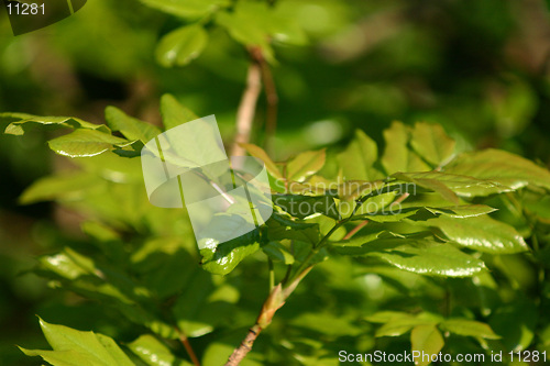 Image of green leaves