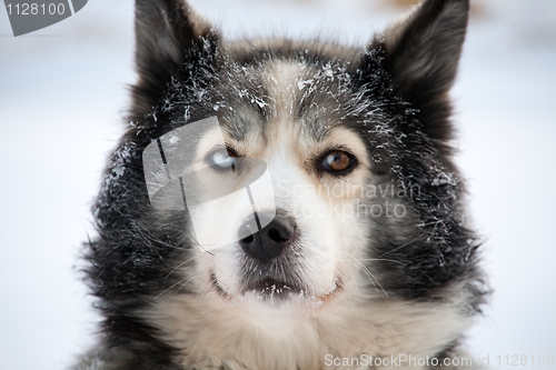 Image of sled dog with different eyes