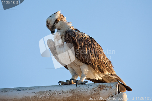 Image of fish hawk