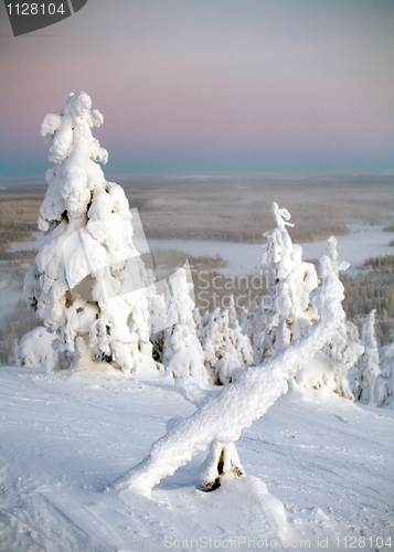 Image of frozen beauty