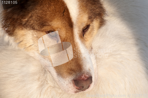 Image of close-up snout of husky dog
