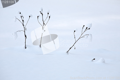 Image of last year's grass in deep snow