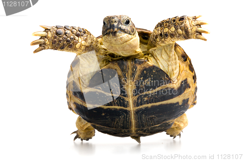 Image of turtle closeup view from below