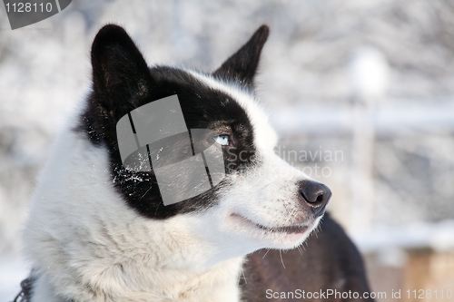 Image of profile portrait of blue-eyed sled dog
