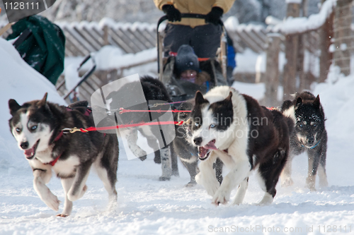 Image of sled dogs race