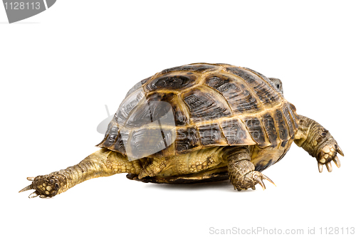 Image of turtle's back