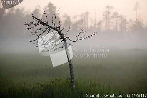 Image of marsh