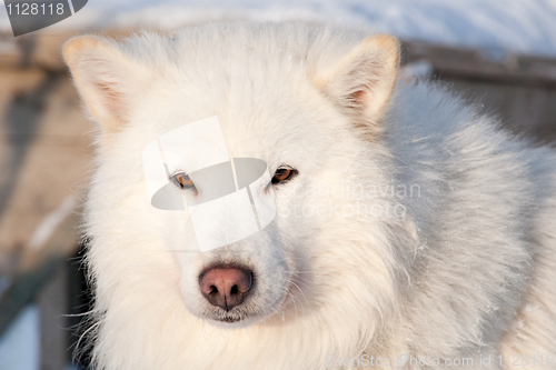 Image of white husky portrait