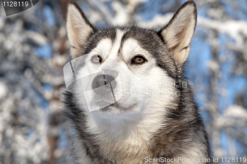 Image of sled dog