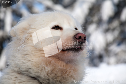 Image of profile portrait of husky dog