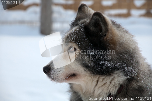 Image of profile portrait of  sled dog