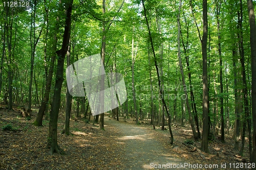 Image of Forest