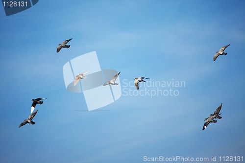 Image of Birds