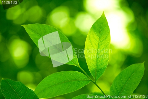 Image of Leaves