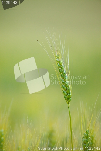 Image of Wheat