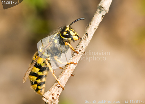 Image of Large Wasp on thin branch
