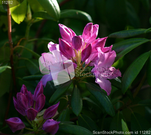 Image of Rhododendron