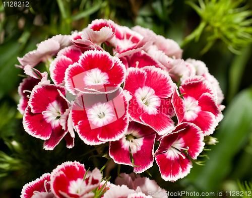 Image of Beautiful carnation or pink flowers