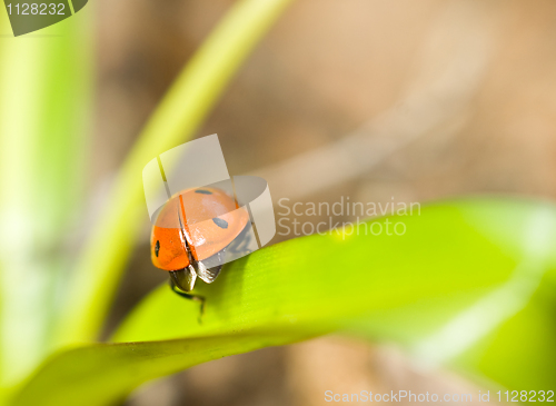 Image of Closeup of ladybirds back on grass