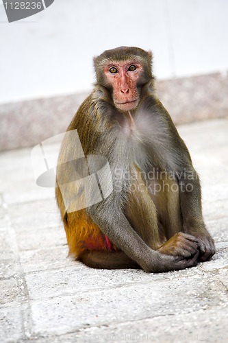 Image of macaque