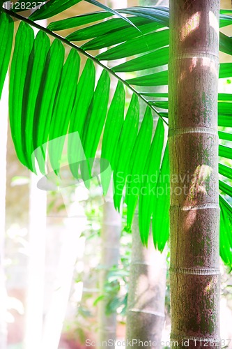 Image of Areca palm