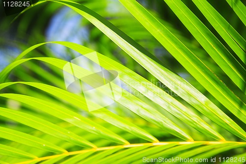 Image of palm leaf