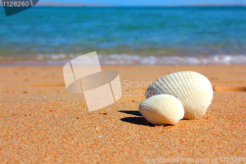 Image of view on seashells on beach