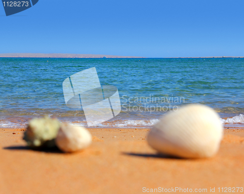 Image of defocused seashells on beach