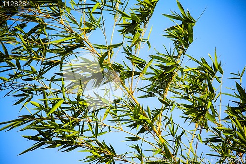 Image of bamboo plant 