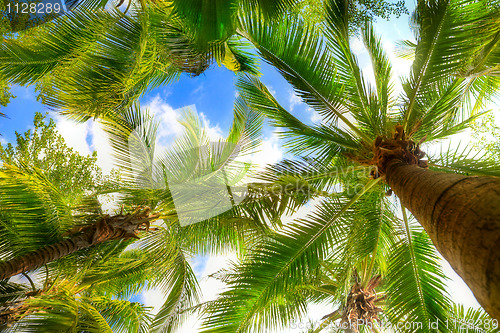 Image of palm tree